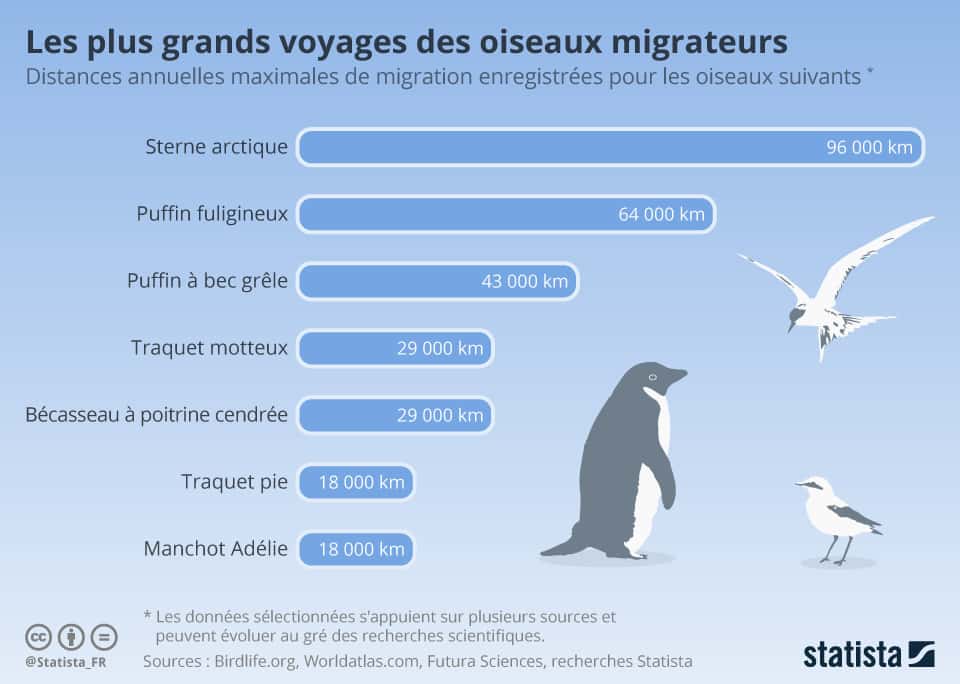 Ces oiseaux parcourent des dizaines de milliers de kilomètres lors de leur migration. © Statista