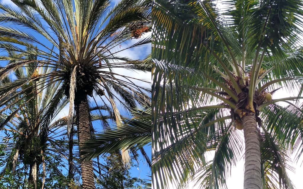 À gauche, un dattier (<i>Phoenix dactylifera</i>) et à droite, un cocotier (<i>Cocos nucifera</i>). © lukasdizzle, sarajanelle, iNaturalist
