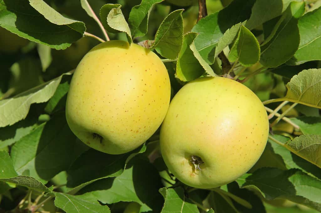 La pomme Golden se récolte toute l’année. © hcast, Adobe Stock