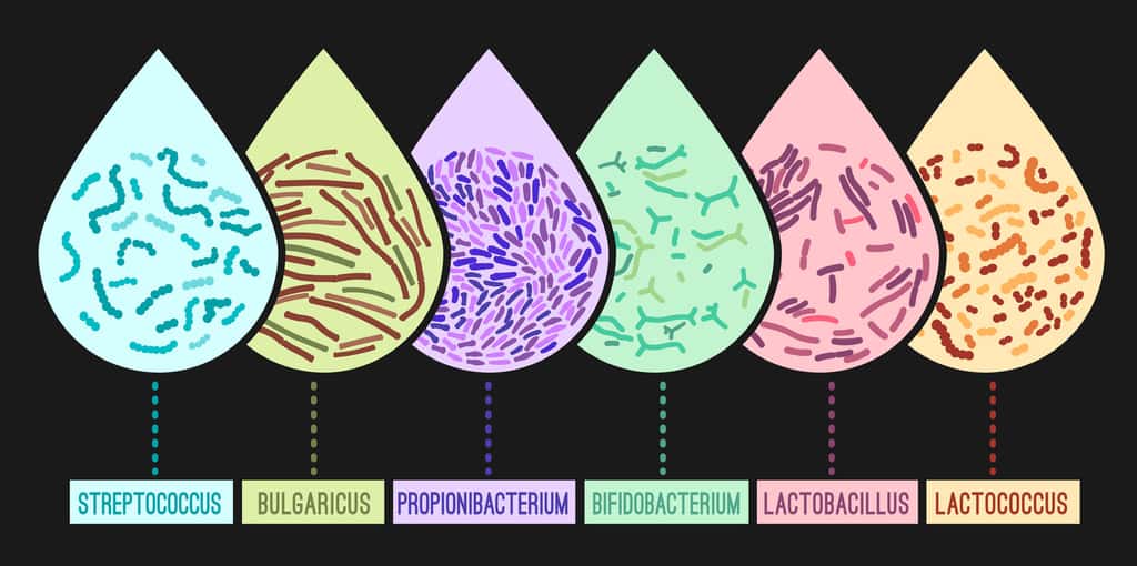 Les souches de probiotiques les plus utilisées. © Double Brain, Fotolia