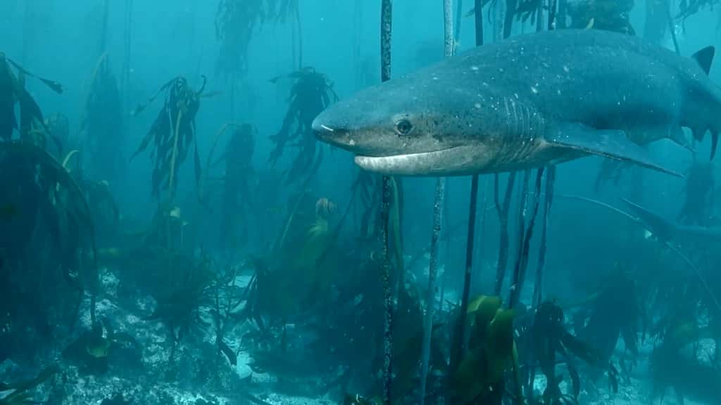 Le requin-vache est considéré comme l’espèce de requin la plus ancienne encore vivante. © NoemImages, capture YouTube