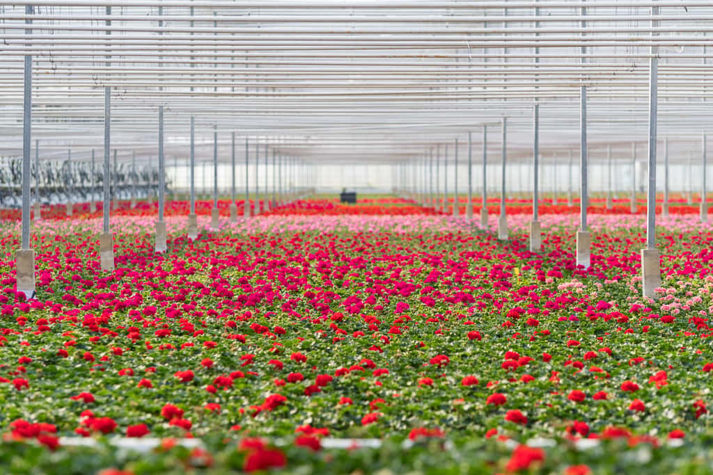 Les roses cultivées sous serre aux Pays-Bas consomment beaucoup plus d’énergie que celles cultivées en plein champ en Afrique ou en Équateur. © hansenn, Adobe Stock