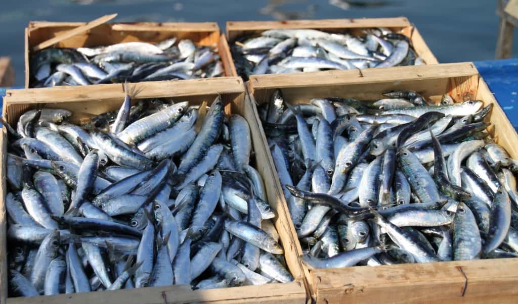 L’été est la saison de pleine abondance pour la sardine bretonne. © Jeanne Menjoulet, Flickr