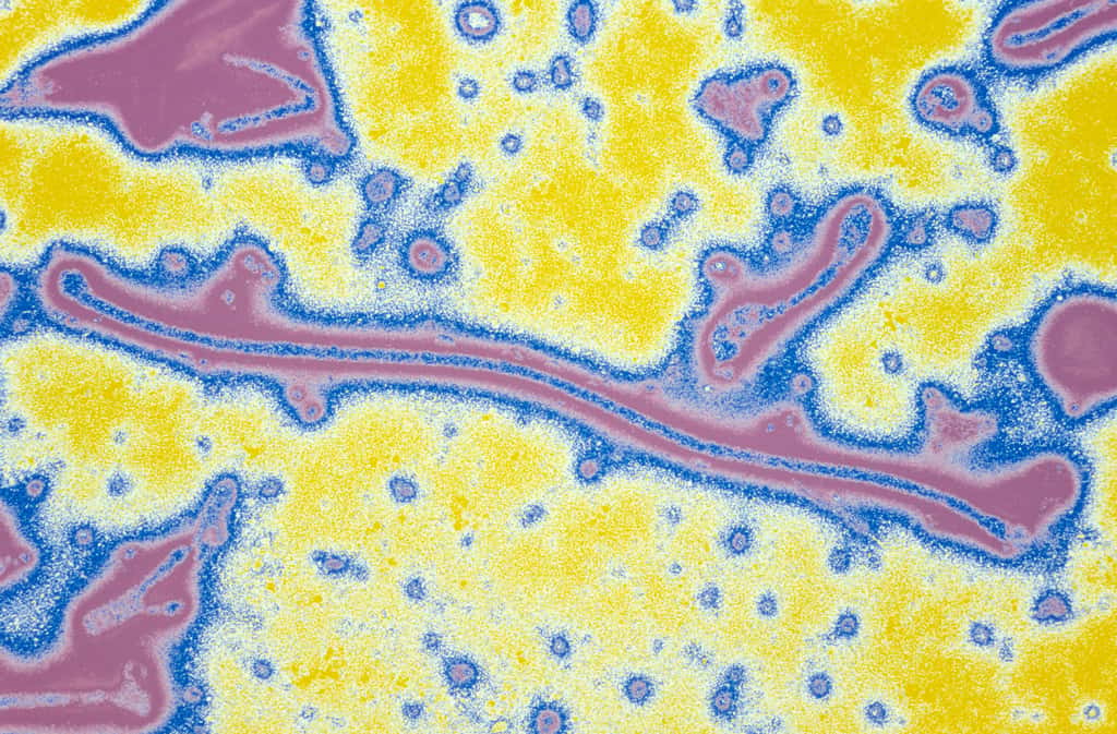 Le virus Ebola. © Pierre Gounon et Bernard Leguenno, Institut Pasteur