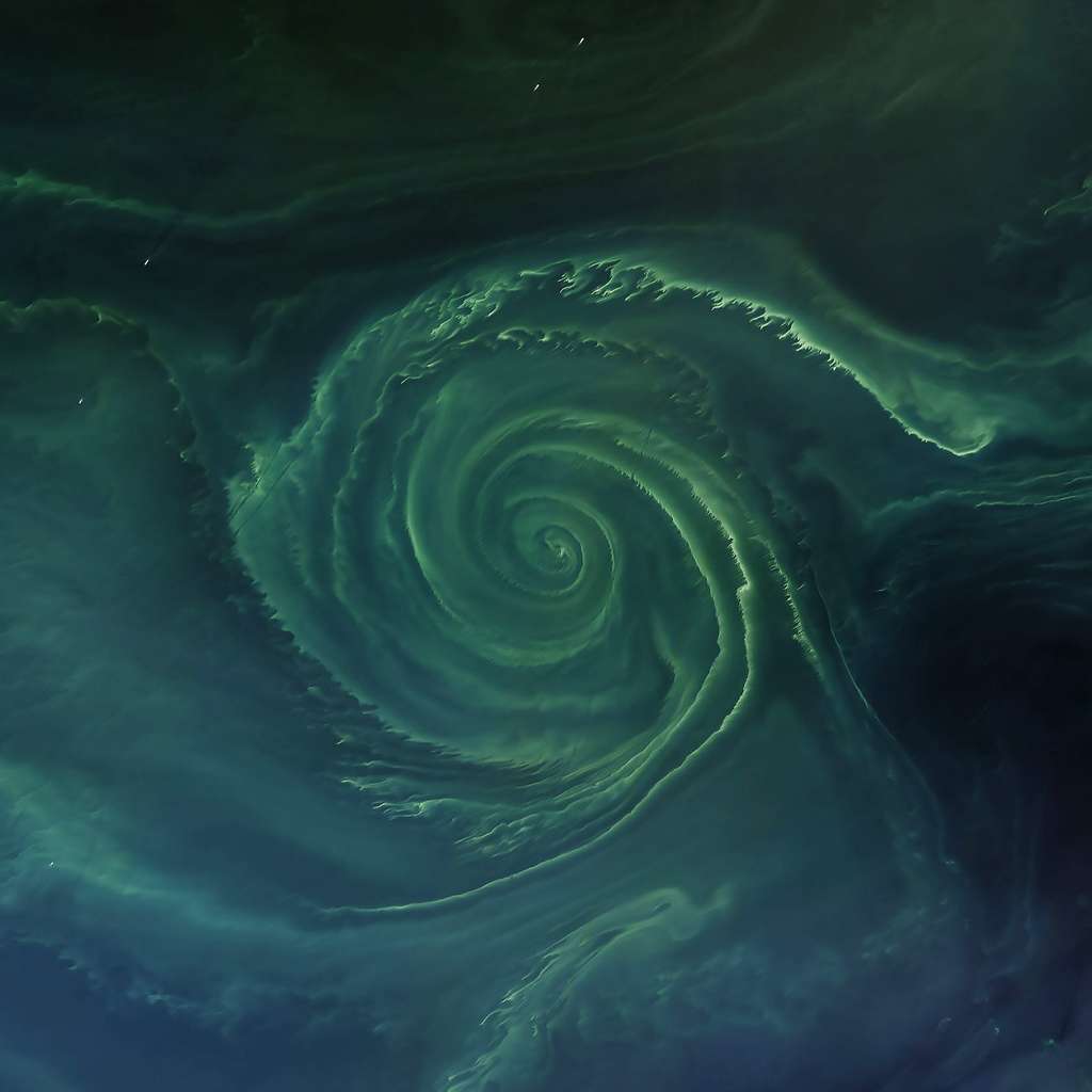 Un vortex de phytoplancton dans le golfe de Finlande. © NASA Earth Observatory