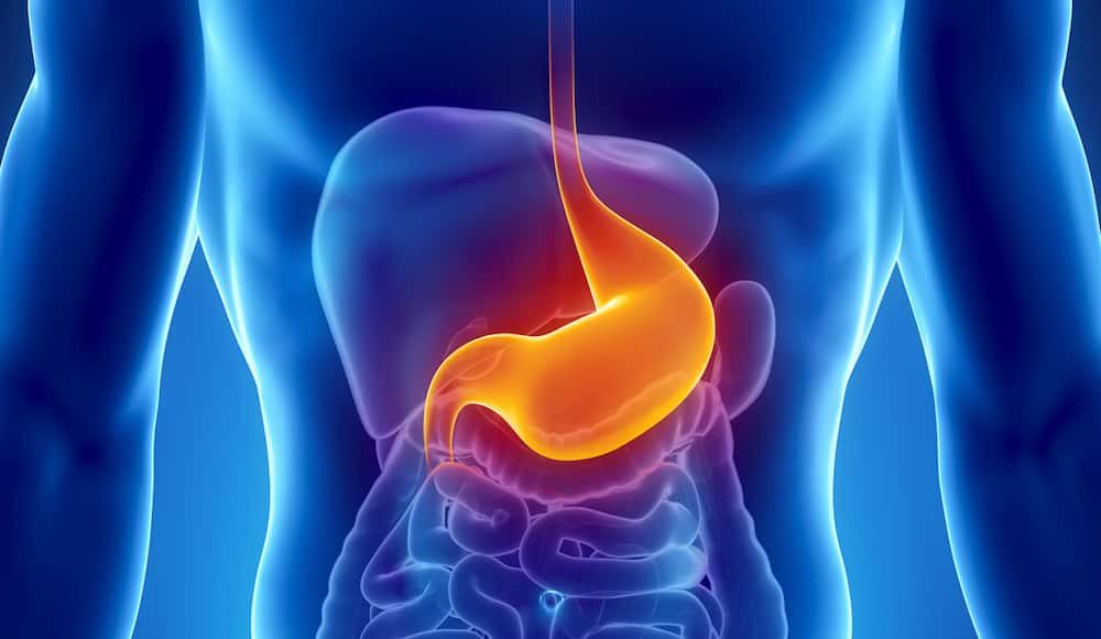 L’estomac assure ses fonctions de digestion mais peut être enlevé partiellement ou totalement. © Cliparea.com, Fotolia