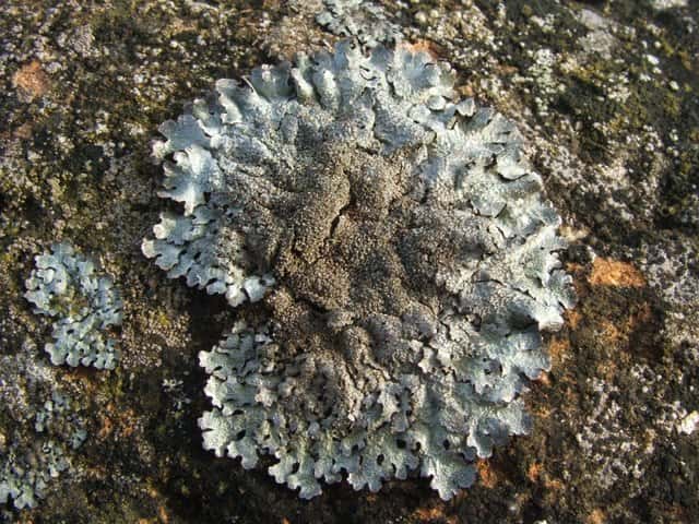 Les lichens servent de bio-indicateur de la pollution de l’air dans les villes. Ils permettent de suivre l’amélioration de la qualité de l’air depuis que des mesures sont prises pour limiter les rejets de polluants. © Lairich Rig, CC by-sa