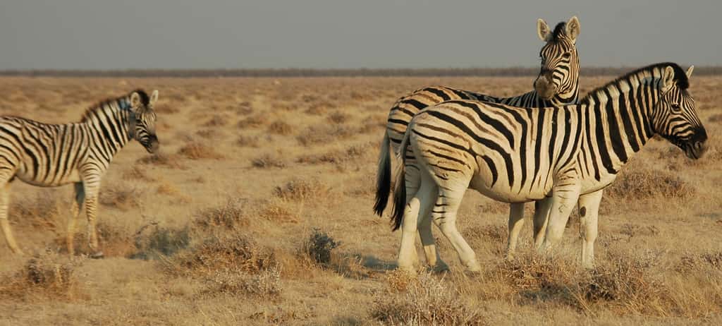 Parc Etosha, Namibie.© Patrick Giraud, <em>Wikimedia Commons</em>, by-sa 3.0
