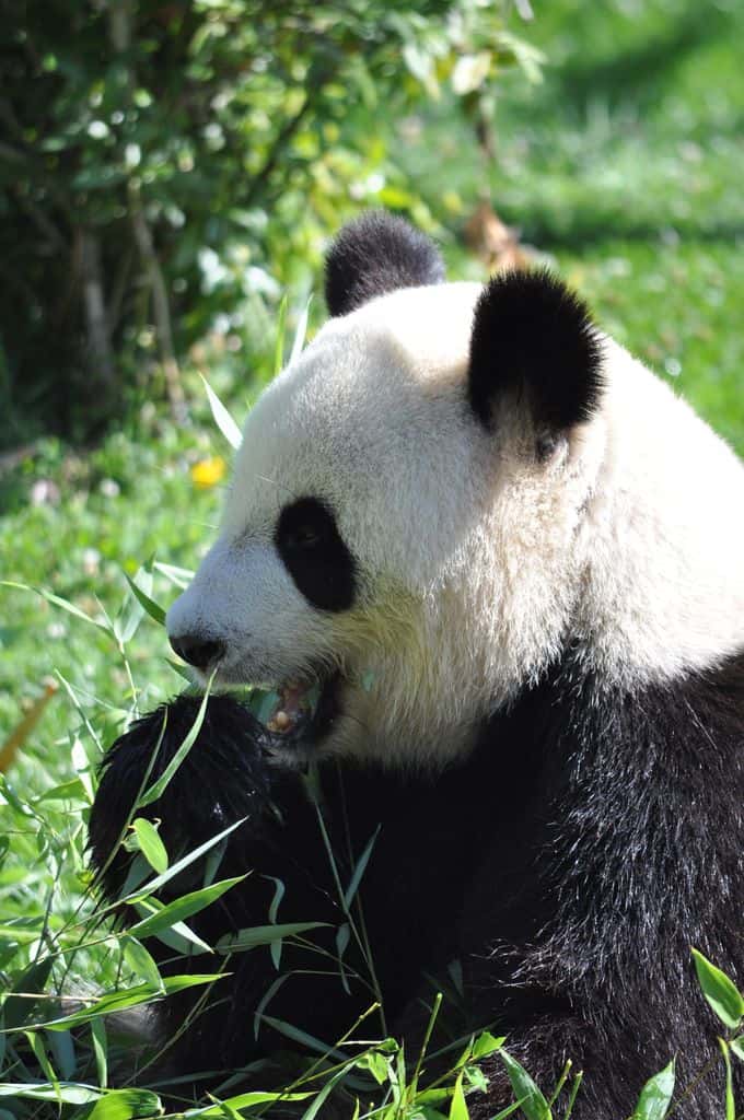 Huan Huan, la femelle panda en plein repas. © Isa2886, Wikimedia Commons, CC by-sa 3.0