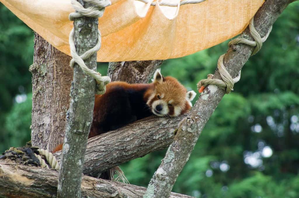 Un panda roux au zoo de Beauval. © JoyTek, Wikimedia Commons, CC by-sa 2.0