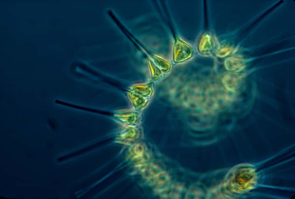 La décomposition du phytoplancton produit du sulfure de diméthyle à l’odeur de « mer » caractéristique. © NOAA