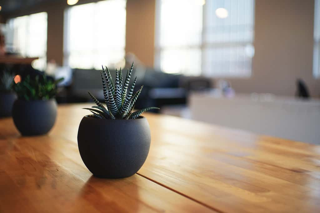 Pour embellir son intérieur, quelques plantes vertes, faciles à entretenir, ajouteront une touche décorative. © Pixabay