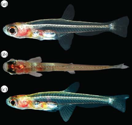 (a) et (b) : <em>Paedocypris progenetica</em> mâles de 9 mm ; (c) : femelle de 8,8 mm. © Kottelat <em>et al.</em>
