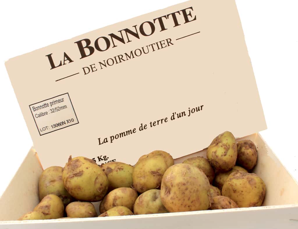 Réintroduite dans les années 1990 et récoltée à la main, la Bonnotte est la star de l'île de Noirmoutier.