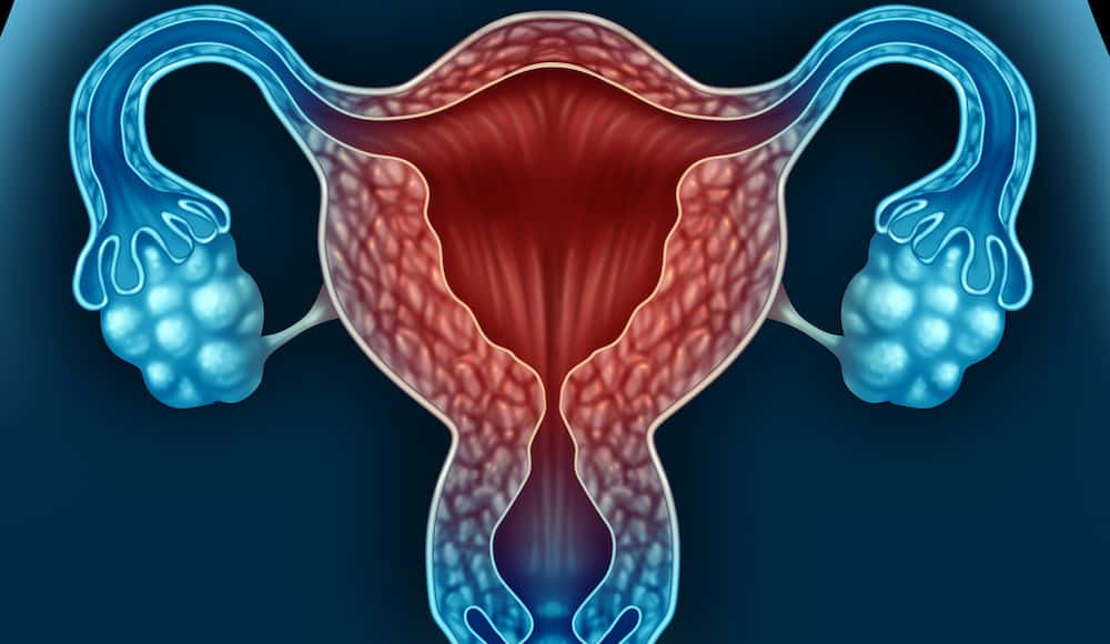 L’utérus est recouvert de l’endomètre, qui peut donner lieu à des fibromes. © freshidea, Fotolia