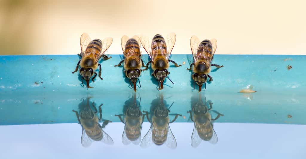 Les abeilles aussi peuvent souffrir de la chaleur et d’un manque d’eau. © EcaterinaLeonte, Adobe Stock