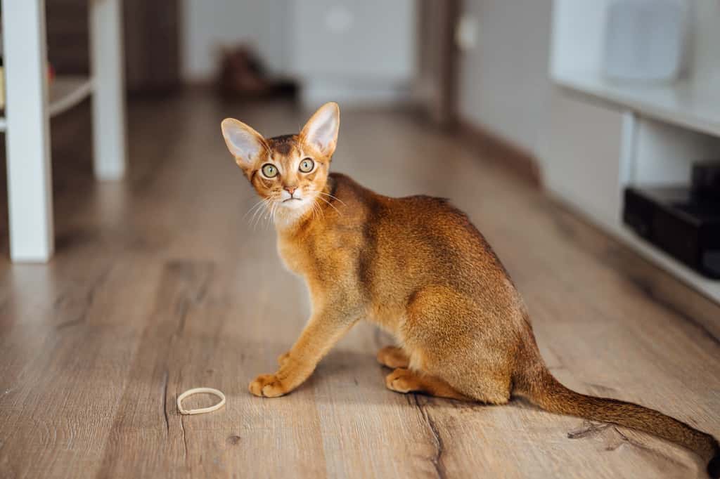 Comme tous les chats parmi les plus intelligents, l’abyssin doit être régulièrement stimulé pour éviter les destructions à la maison et les états de dépression. © Anastasija, Adobe Stock