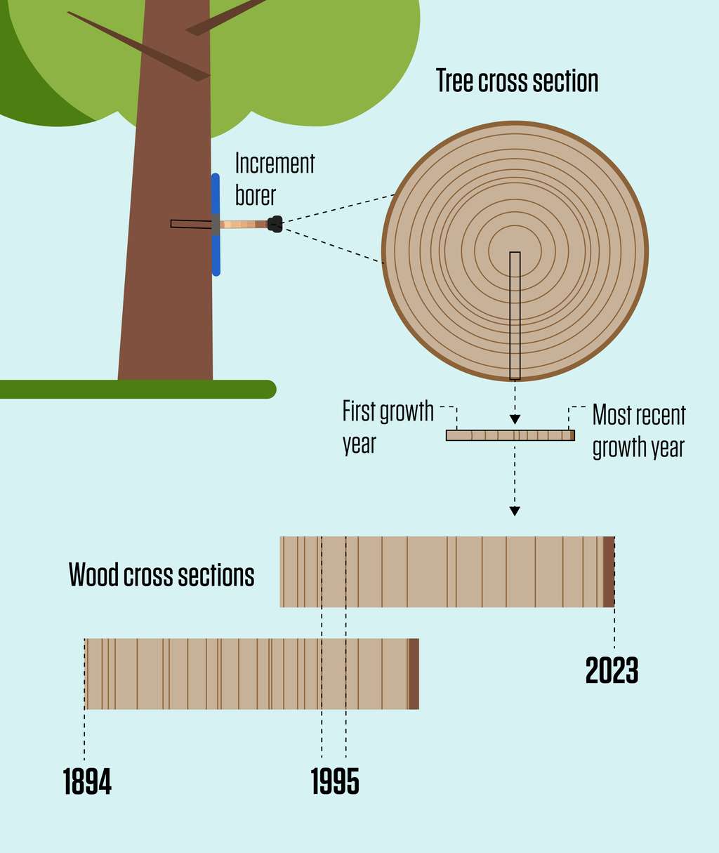 En faisant correspondre des parties de carottes de bois de différentes périodes, les dendrochronologues peuvent rendre leurs estimations de l’âge des arbres plus précises et dater des morceaux de bois anciens. © N. Hanacek, NIST