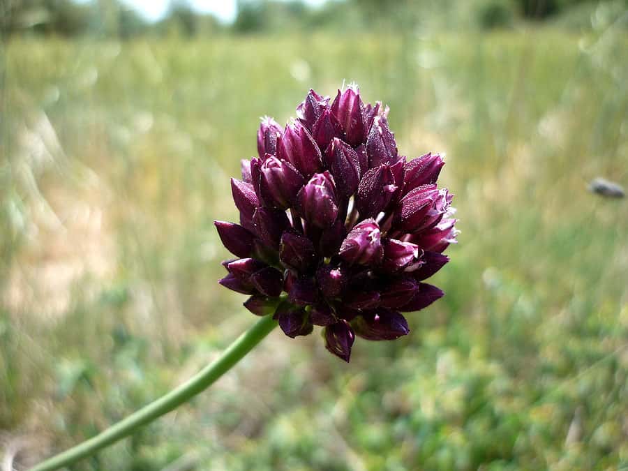 Ail rocambole (<em>Allium scorodoprasum</em>). © Isidre Blanc, <em>Wikimedia common</em>s, CC by-sa 4.0