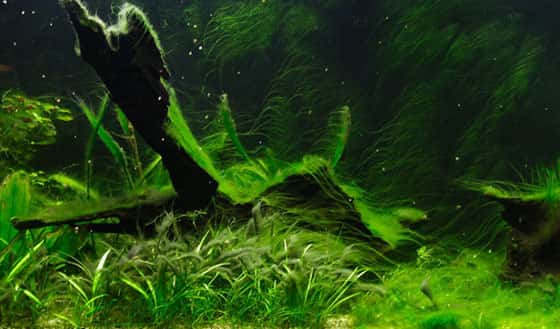 Des algues pour augmenter la résistance des plantes ?