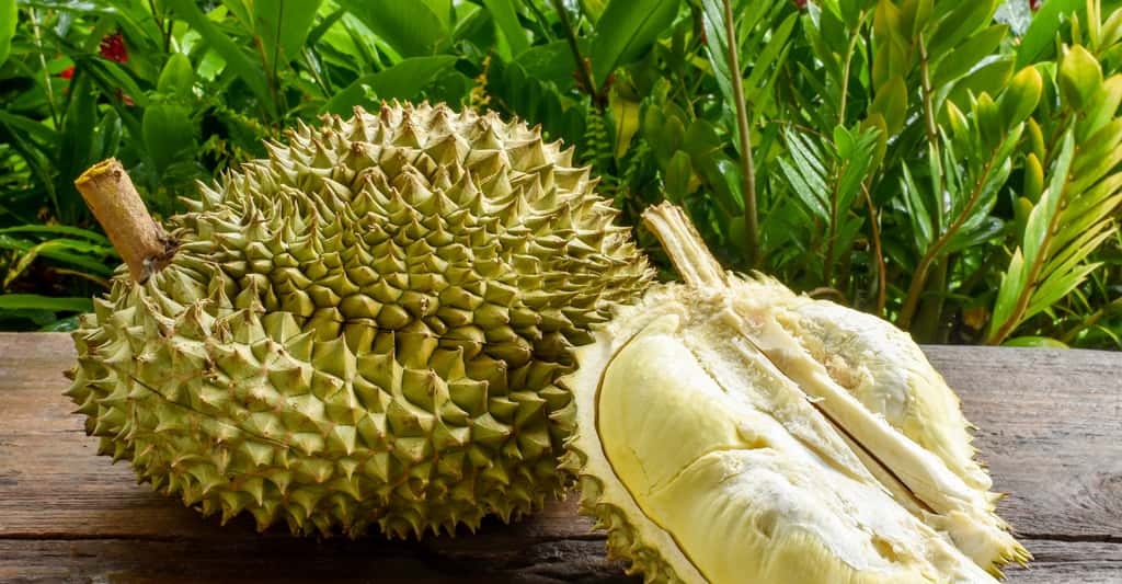 Les Asiatiques lui prêtent des propriétés presque magiques. Pourtant le durian doit être consommé avec modération en raison de sa haute teneur en soufre puis, parce qu’il est très riche en sucres et particulièrement gras. © pondpony, Fotolia