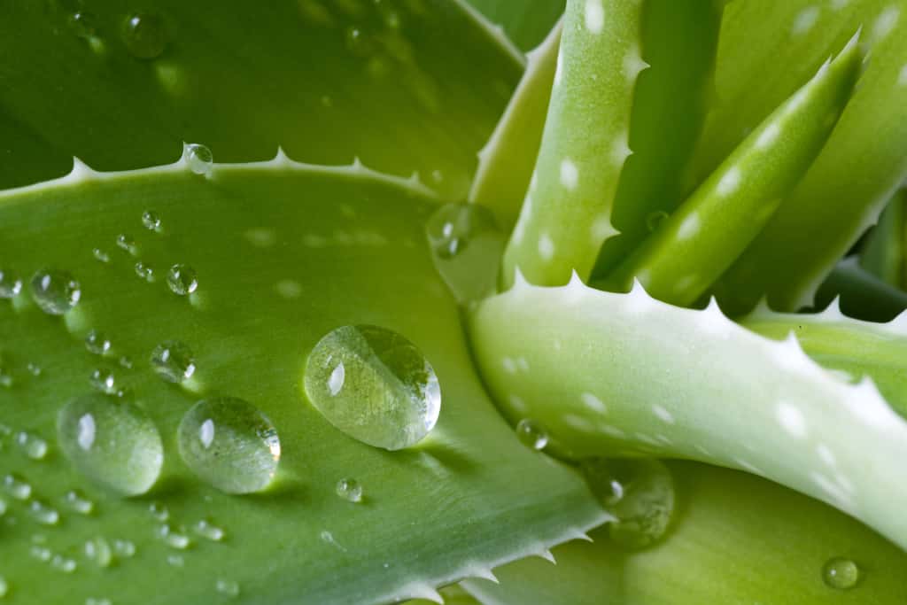 L’aloe vera est l’une des plantes à mettre dans une chambre, car elle produit de l’oxygène, même la nuit. © didecs, Adobe Stock