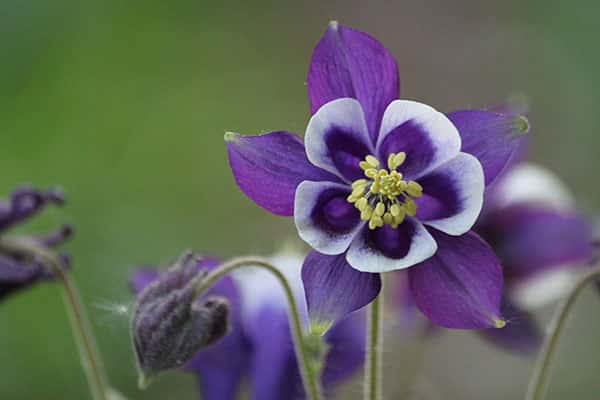 L'ancolie une jolie fleur qui ne craint pas le gel. © Cocoparisienne, Pixabay, DP