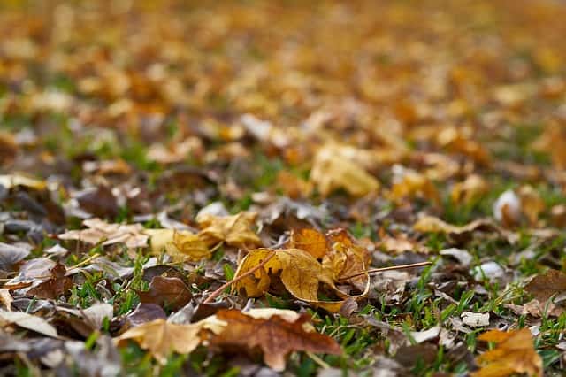 Toutes les feuilles mortes sont-elles bonnes pour le compost ? © Engin Akyurt, Pixabay, DP