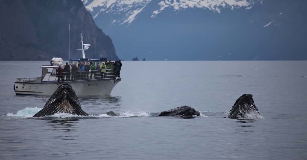 La baleine à bosse est tout particulièrement appréciée des touristes. Curieuse, elle s’approche volontiers des bateaux. Elle semble de plus beaucoup aimer sauter hors de l’eau. © skeeze, Pixabay, CC0 Creative Commons