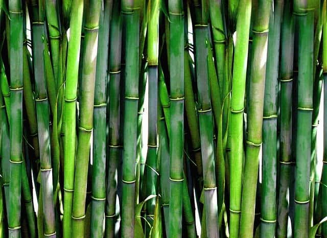 Les bambous sont d'excellents tuteurs, notamment pour certaines bulbeuses. © PublicDomainPicture, Pixabay, DP