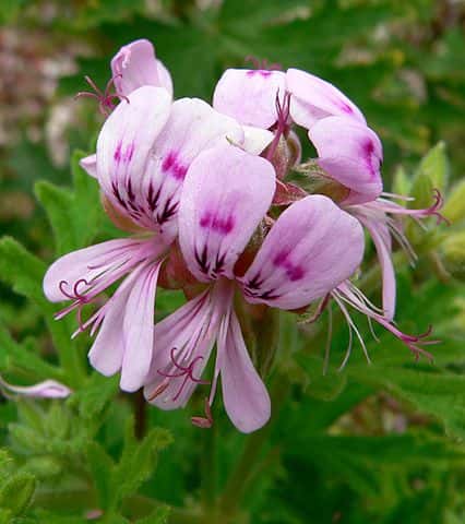 Géranium rosat, un fabuleux répulsif pour les guêpes, moustiques... © Stan Shebs, Wikimedia Commons, CC 3.0