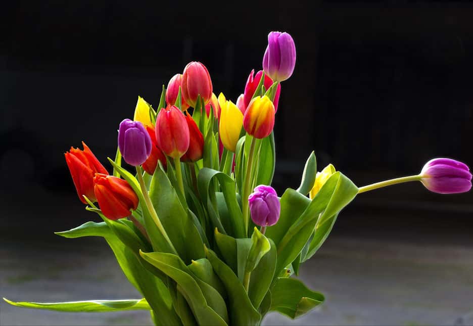 Bouquet de tulipes. © Josef17, Pixabay, Domaine Public