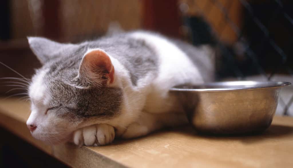 Un chat qui boude sa gamelle est évidemment un chat qui ne va pas bien. © CALLALLOO CANDCY, Adobe Stock