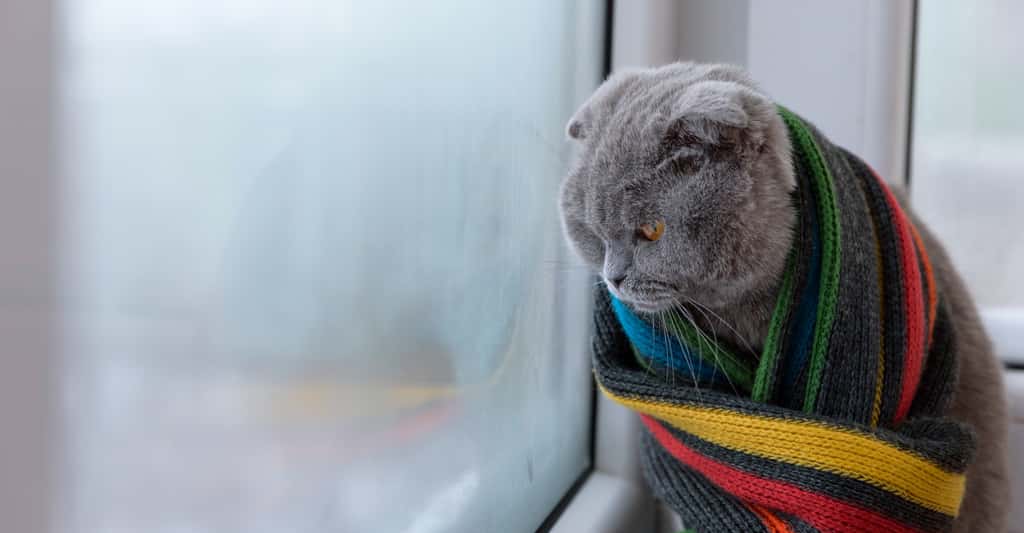 De manière générale, un chat aura tendance à s’adapter lui-même aux conditions météorologiques. S’il est sensible au froid, il préfèrera probablement rester à l’intérieur pendant l’hiver. © banzaygelo, Fotolia