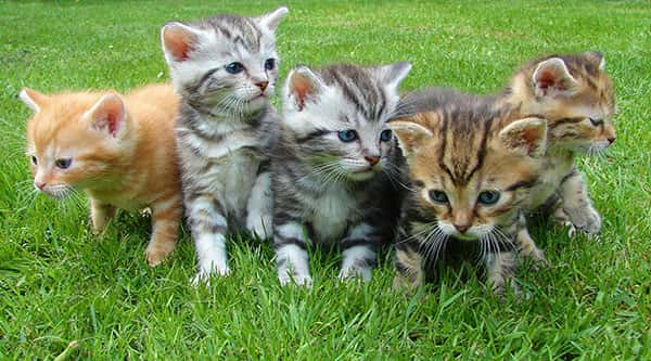 Les chatons joueurs. © Yann Mallander, Pixabay, DP