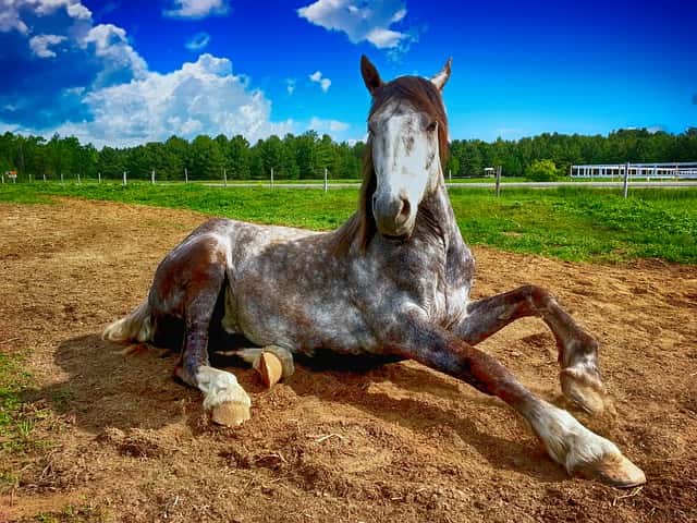Le 18<sup>e</sup> cheval... © The Digital Artist, Pixabay, DP