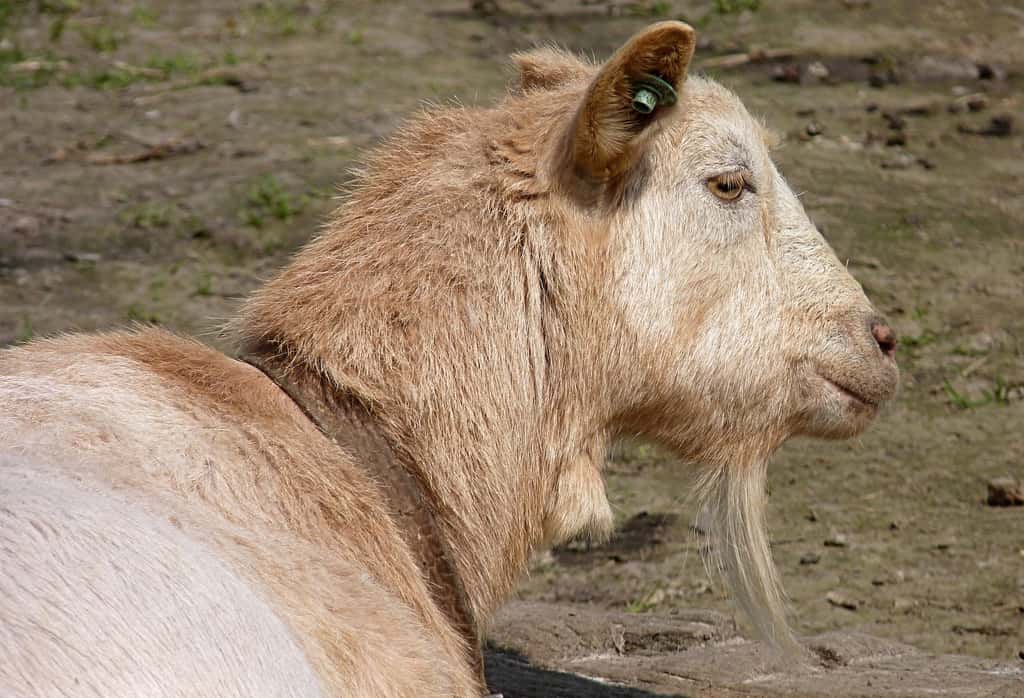 Malgré l’absence de corne, il s’agit bien ici d’une chèvre. © Jamain, Wikipedia, CC by-sa 3.0