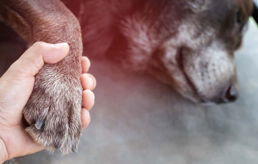 Si votre animal est accidenté, pensez d’abord à le rassurer. © methaphum, Adobe Stock