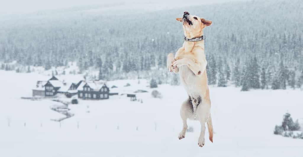 Le labrador fait partie des chiens qui supportent le mieux le froid. C’est un chien rustique au sous-poil dense. © chalabala, Fotolia