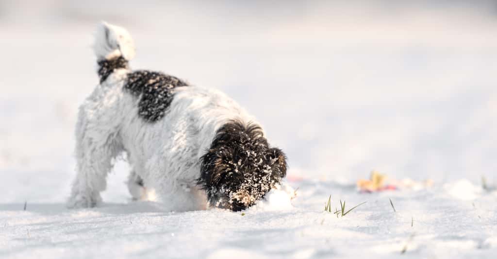 Veillez toujours à ce que votre chien ne mange pas trop de neige. C’est très rigolo, mais cela peut lui provoquer des troubles digestifs. © K. Thalhofer, Fotolia