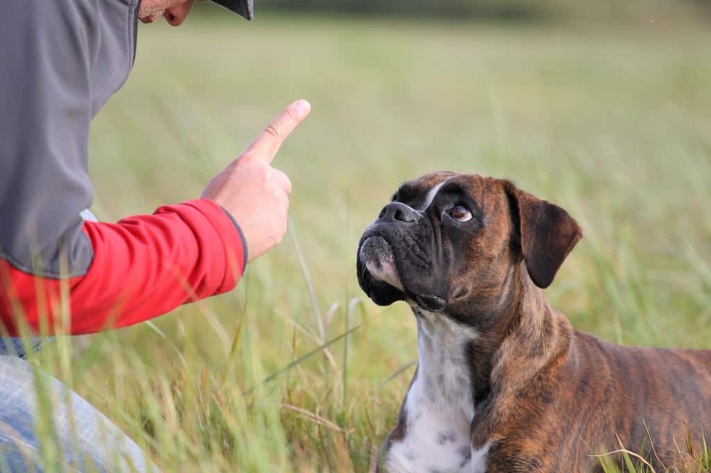 Il suffit à nos chiens de nous observer pour décrypter la signification de nos gestes. © iJana Behr, Adobe Stock