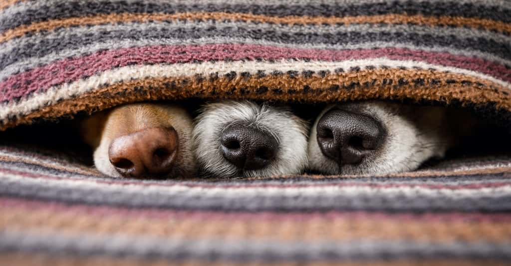 Votre chien a le nez froid ? C’est pour mieux détecter les sources de chaleur dans son environnement. © Javier brosch, Adobe Stock