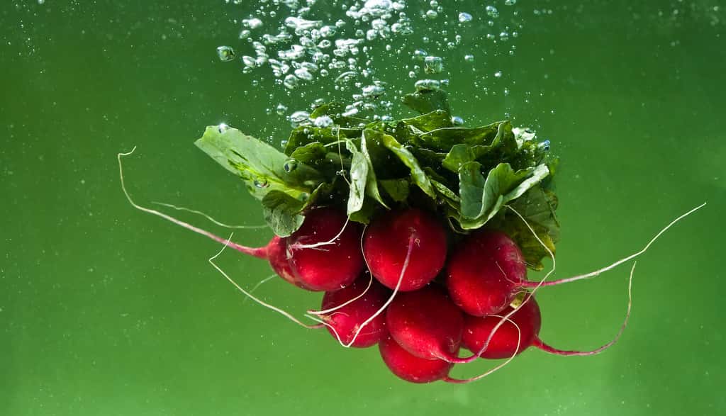 Les radis — comme la salade verte — se conservent facilement en laissant tremper leurs feuilles dans un bocal d’eau. © Java Duke, Adobe Stock