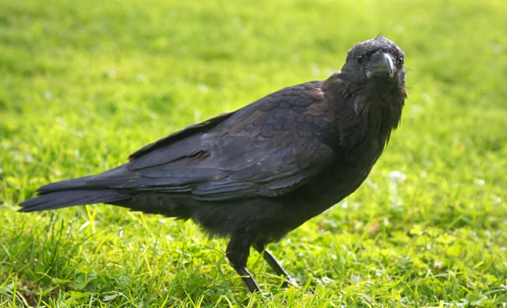 Le corbeau est plutôt présent dans le nord de la France. La corneille, un peu partout dans le pays. Ici, on distingue bien son bec noir et sa petite queue. © max5128, Adobe Stock