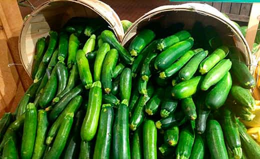 Courgettes juste cueillies. © Mike Mozart, <em>Wikimedia commons, CC </em>2.0