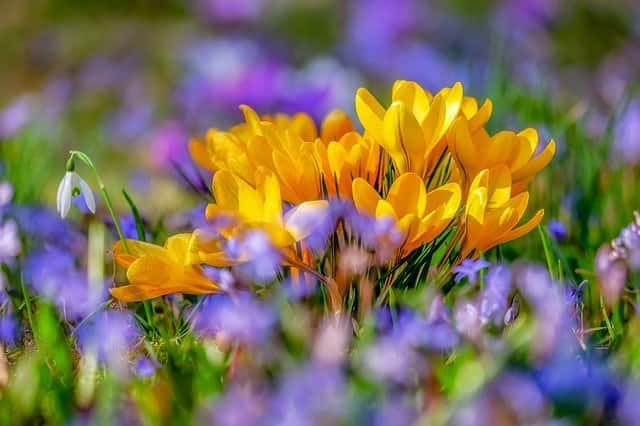 Bouquet de crocus dorés en pleine terre. © Couleur, Pixabay, DP