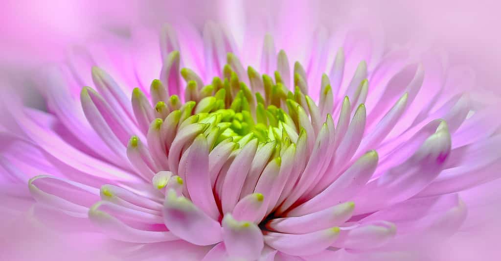 Ne mouillez pas les fleurs. Ici, cœur de dahlia rose. © Foto-Rabe, Pixbay, DP