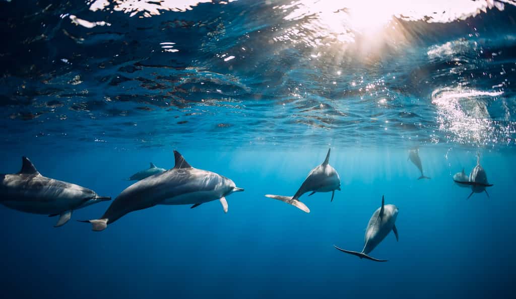 Quatre pays reconnaissent développer un programme militaire reposant sur des mammifères marins. Des dauphins, mais également des bélugas, des phoques et des lions de mer. © artifirsov, Adobe Stock