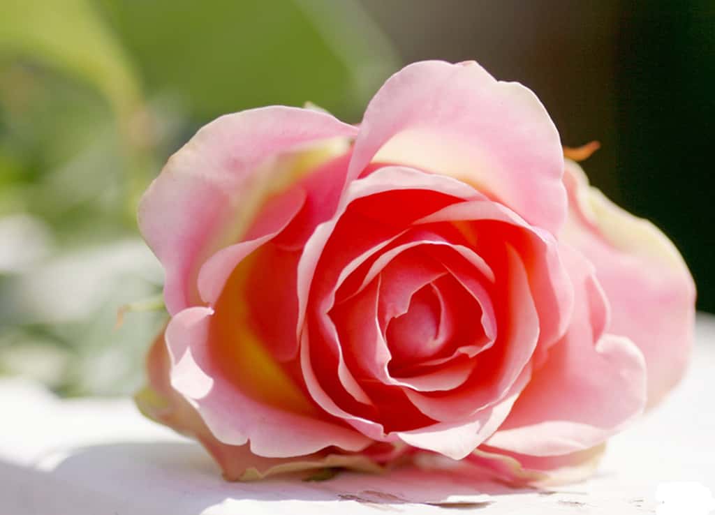 L’eau de rose possède de nombreux bienfaits, notamment grâce à ses pétales. © Alna, CC by-nc 2.0