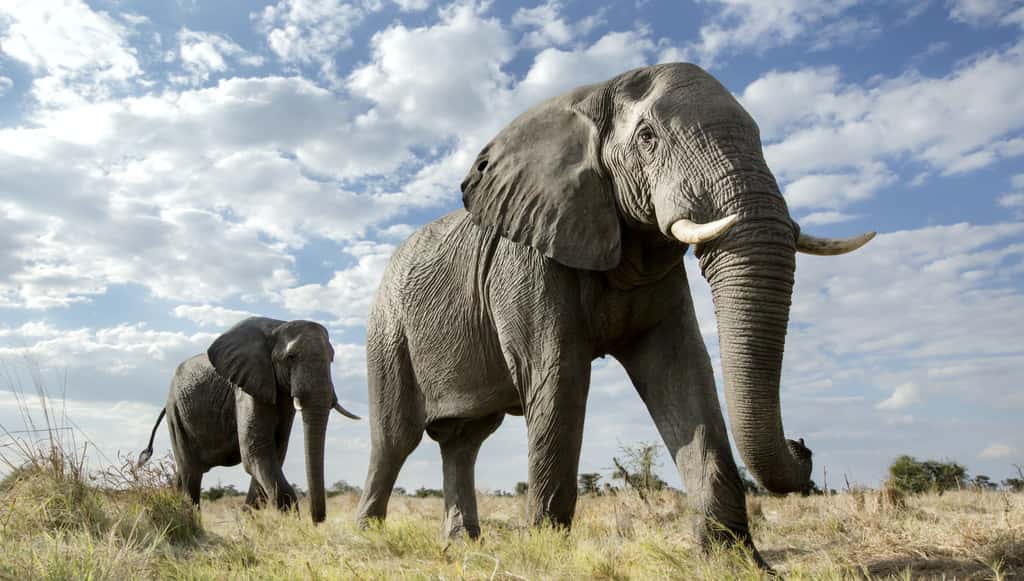Les 350 éléphants morts au Botswana pourraient avoir été tués par une cyanobactérie. © 2630ben, Adobe Stock